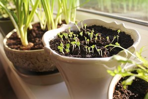 Seedlings are sprouting in a ceramic pot placed on a windowsill.