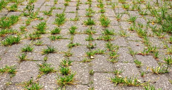 Green weeds growing between pavement bricks.