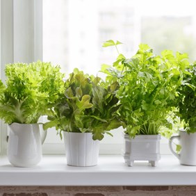 A windowsill with four white pots on it. In each put is healthy green herbs and greens.